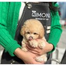 부산강아지분양 디몽 광안리본점 이미지