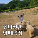 휘바핀란드위드플레이정글 | 홍천 양떼목장 휘바핀란드 싹 리모델링 되어 더 재미있어졌어요