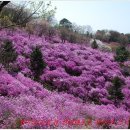 원미산(遠美山) 진달래꽃 & 불광천(佛光川) 벚꽃길 산책(散策) 이미지