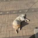 카틴 | 한국외대 승마 교양 수업 후기