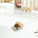 펫살롱 귀요미 이미지