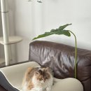 묘감 | 종이 스크래쳐 스트레스는 그만! 다묘, 대형묘에게 추천하는 따스넉 킹베드 스크래쳐 후기