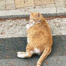 (주)비마켓