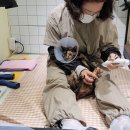 고양이 무마취 미용 냥털도둑 이미지