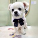 마곡동애견미용 방화동 잘하는곳 그루밍스토리 단골!