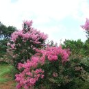 스마일농장 이미지