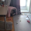 호야켄넬 이미지