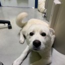 올리스 방이점 이미지