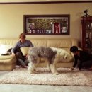 개밥주는 남자 이미지