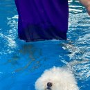 일랑일랑 애견캠핑 인제주 이미지