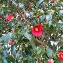 새롬민박 이미지