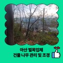 신창면 서부북로 | 아산 벌목업체 건물 나무 관리 및 조경