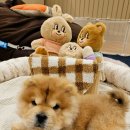 멍스타 김포강아지 분양 이미지