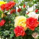 장미수퍼 이미지