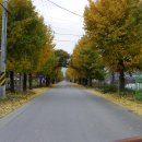 금하카센타 이미지