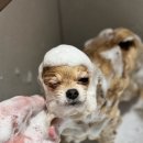 뽀송뽀송 강아지미용실 이미지