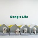 댕스라이프 이미지