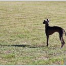 샴프네집 이미지