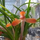 한국춘란 전시회 이미지