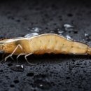 에이디수산