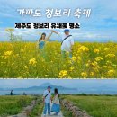 가파도 | [공지] 가파도 청보리 축제 후기, 청보리 유채꽃 개화 상태