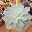 뽑아가유 이미지