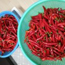 청춘고추 이미지