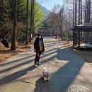 장태산휴양림 | 대전 가볼만한곳 장태산자연휴양림 가족 애견동반여행 후기