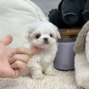 앙쥬펫강아지분양은평구점