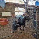 솔잎목장 이미지