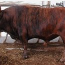 우리가한우 이미지