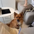 내돈내산 일산 가족사진 포시즌 패밀리 실제 이용 후기 (요즘도 사진관 영업을 이렇게 하는줄 모르고...