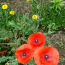 꽃양귀비, 가자니아, 등심붓꽃,벌노랑이 ( 10분) 이미지