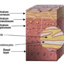 에버그린 펫 클리닉 이미지