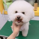 꽃순이PC 이미지