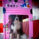 벤지애견 이미지