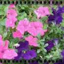 계양산산림욕장(장미원) 이미지