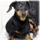 금쪽같은내새끼 동물병원 이미지