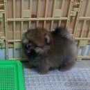 요요