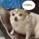 동원호프 | 영화 휴민트 CGV 영등포 개봉일 무대인사 회차 관람 및 후기