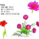 백일홍 이미지