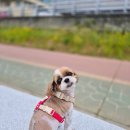 유봉 | 강아지 H형 하네스 추천 🐶 저자극 순면에 무료 각인까지? 유봉펫 찐 후기!