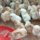 삐약이농장 이미지