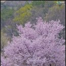 금산-64 Daum카페