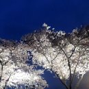 직지사천 | [김천 벚꽃 투어] 밤늦게까지 싸돌아다녀도 도파민 폭발! (feat 직지천 벚꽃 걷기대회)