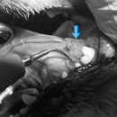 스마일 동물병원 이미지