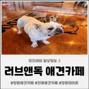 러블리독 애견카페 | 진해의 특별한 힐링 공간 [러브앤독 애견카페] 방문 후기