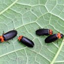 반딧불이 이미지