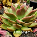 오키드 이미지