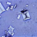 find your dog 이미지